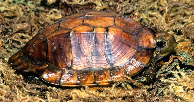  2. Sống chủ yếu ở rừng núi ẩm nhiệt đới. Loài này thường được tìm thấy ở độ cao 300–1.200 mét, trong các khu rừng lá rộng ở Việt Nam, Lào, Campuchia và miền nam Trung Quốc. Ảnh: iucn-tftsg.org.