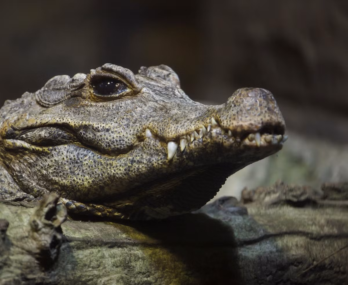  Sinh sản trong tổ lá mục. Chúng làm ổ trứng trong lớp lá ẩm, nơi nhiệt độ ổn định giúp trứng phát triển tốt. Ảnh: britannica.com.