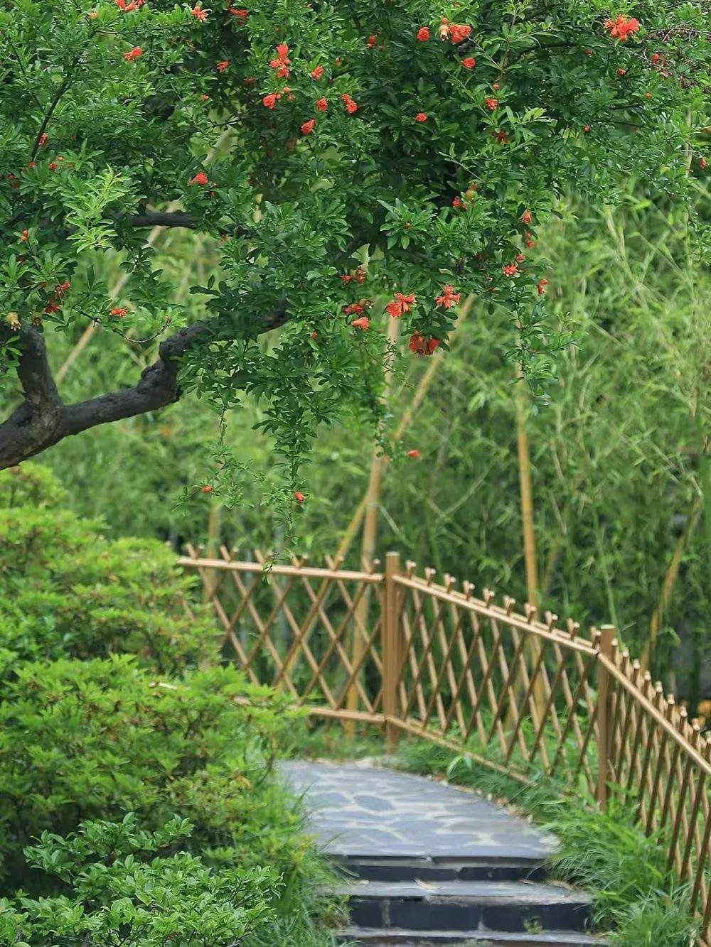 Cây lựu – cây cảnh mang tài lộc và bình an: Trồng một cây lựu trong sân vườn không chỉ làm đẹp không gian mà còn đem lại phong thủy tốt lành, thu hút may mắn, tài lộc và sự sung túc cho gia chủ.