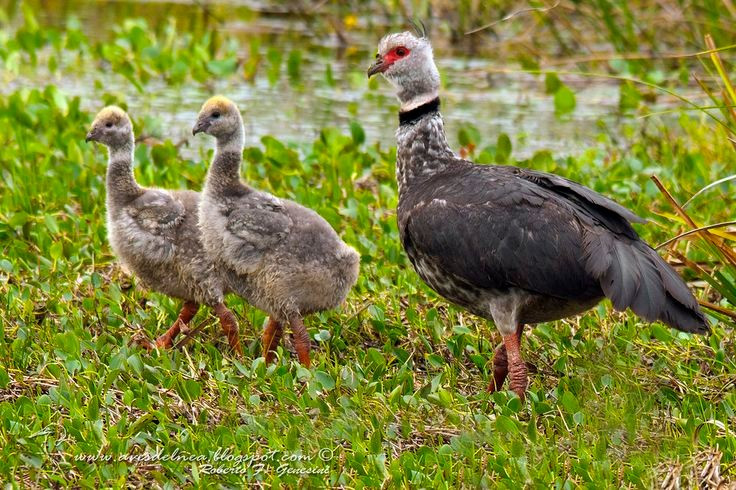  Tập tính sinh sản gắn bó và chung thủy. Một cặp ngỗng hạc mào thường gắn bó lâu dài, cùng nhau xây tổ lớn bằng cỏ và lau sậy, thay phiên ấp trứng và chăm sóc chim non. Ảnh: Pinterest.