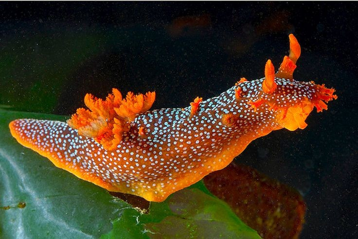  Vai trò quan trọng trong hệ sinh thái biển. Bằng cách kiểm soát sự phát triển của tảo, ốc thỏ biển góp phần duy trì cân bằng sinh thái ở rạn san hô và bãi cỏ biển. Chúng vừa là sinh vật tiêu thụ bậc thấp, vừa là mắt xích quan trọng trong chuỗi thức ăn đại dương. Ảnh: Pinterest.