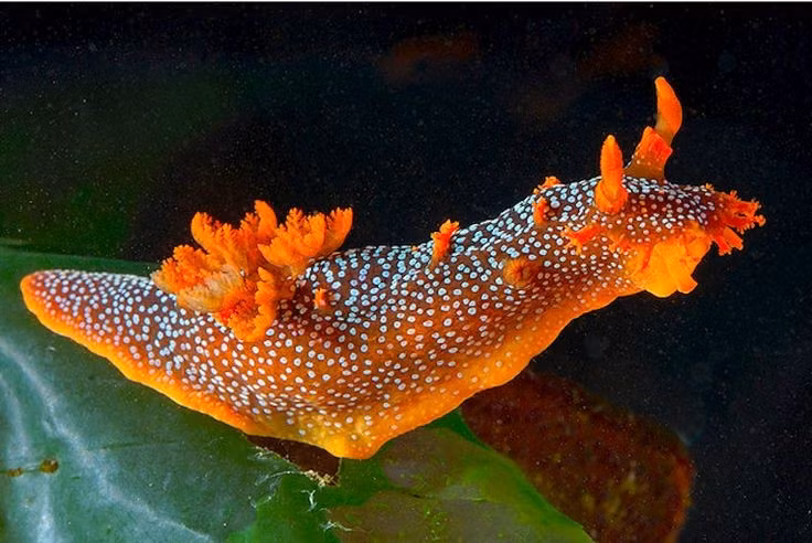  Vai trò quan trọng trong hệ sinh thái biển. Bằng cách kiểm soát sự phát triển của tảo, ốc thỏ biển góp phần duy trì cân bằng sinh thái ở rạn san hô và bãi cỏ biển. Chúng vừa là sinh vật tiêu thụ bậc thấp, vừa là mắt xích quan trọng trong chuỗi thức ăn đại dương. Ảnh: Pinterest.