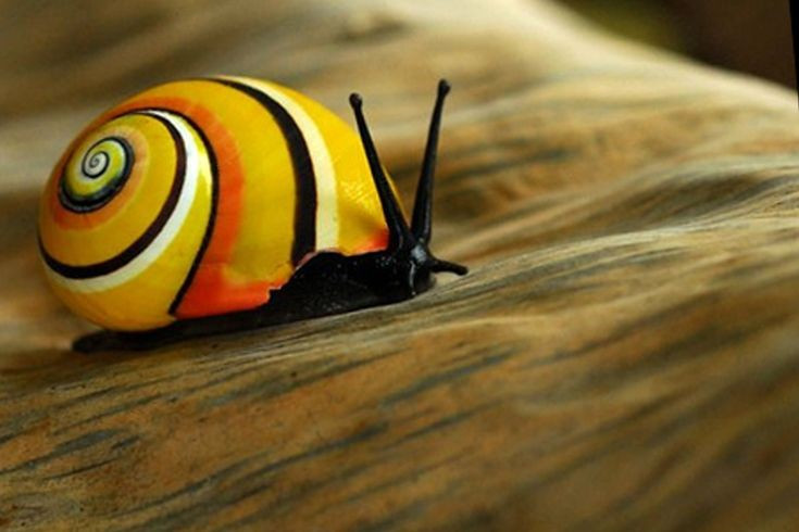  Màu sắc không phụ thuộc môi trường sống. Không giống nhiều loài ốc sên khác, màu vỏ của Polymita picta chủ yếu do di truyền quyết định, chứ không thay đổi theo độ ẩm, thức ăn hay ánh sáng môi trường xung quanh. Ảnh: Pinterest.