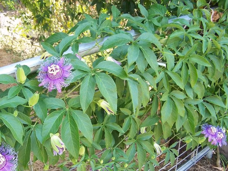  Dây leo khỏe mạnh. Cây thuộc nhóm dây leo, có thể phát triển nhanh, bám vào giàn, hàng rào, mang lại bóng mát và vẻ đẹp xanh mát. Ảnh: Pinterest.