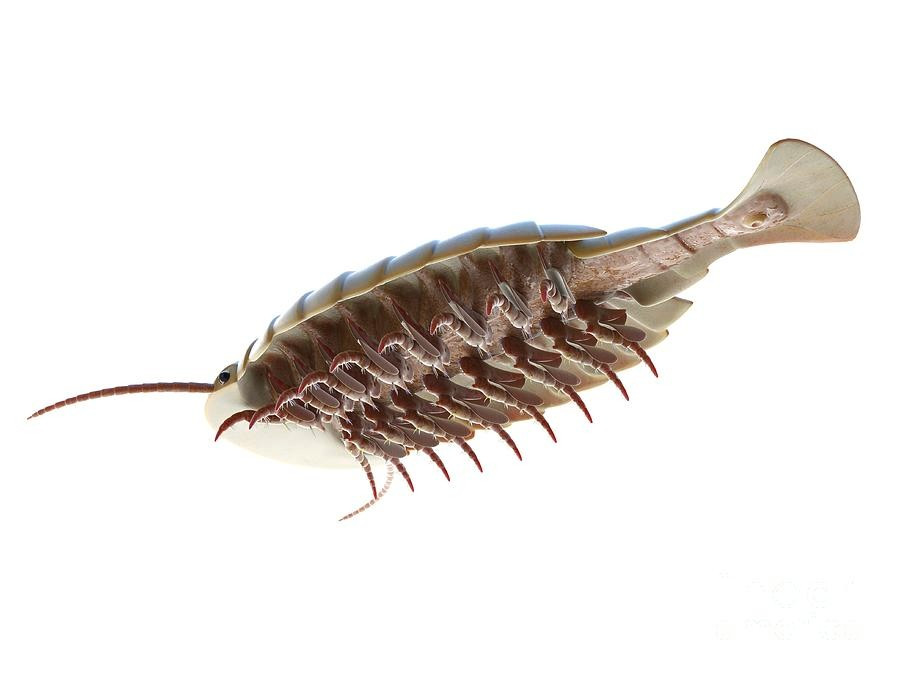  Phát hiện từ địa điểm hóa thạch nổi tiếng. Sidneyia được tìm thấy trong tầng đá Burgess Shale ở Canada, một trong những kho hóa thạch quan trọng nhất thế giới về sinh vật kỷ Cambri. Ảnh: fineartamerica.com.