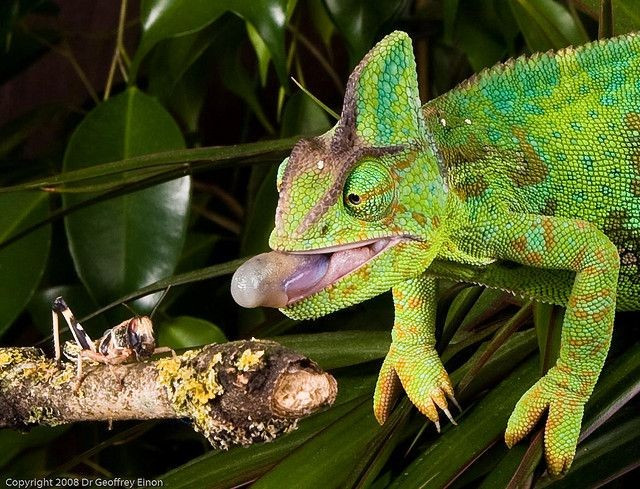  Đôi mắt có thể hoạt động độc lập. Mỗi mắt xoay theo hướng khác nhau, cho phép chúng quan sát gần như toàn cảnh 360 độ mà không cần di chuyển cơ thể. Ảnh: Pinterest.