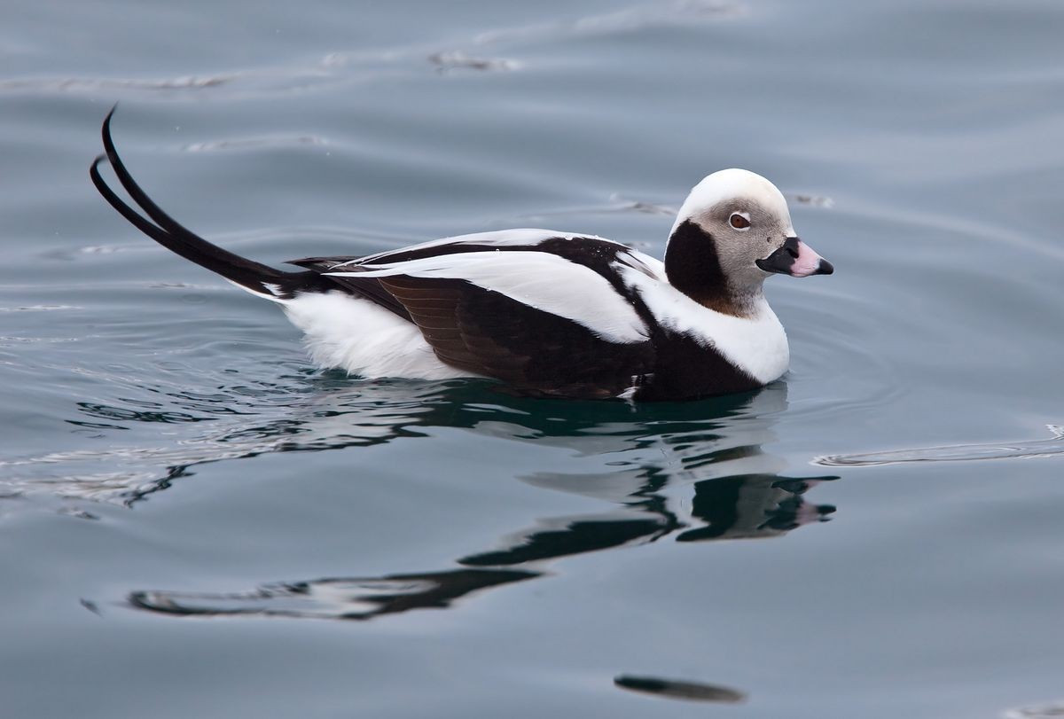  Sống chủ yếu ở vùng Bắc Cực và cận Bắc Cực. Vịt lặn đuôi dài sinh sản quanh các vùng lãnh nguyên của Greenland, Alaska, Canada, Scandinavia và Siberia. Khi mùa đông đến, chúng di cư xuống phía Nam và tập trung thành đàn lớn trên các vùng biển lạnh của Bắc Đại Tây Dương và Bắc Thái Bình Dương. Ảnh: Pinterest.