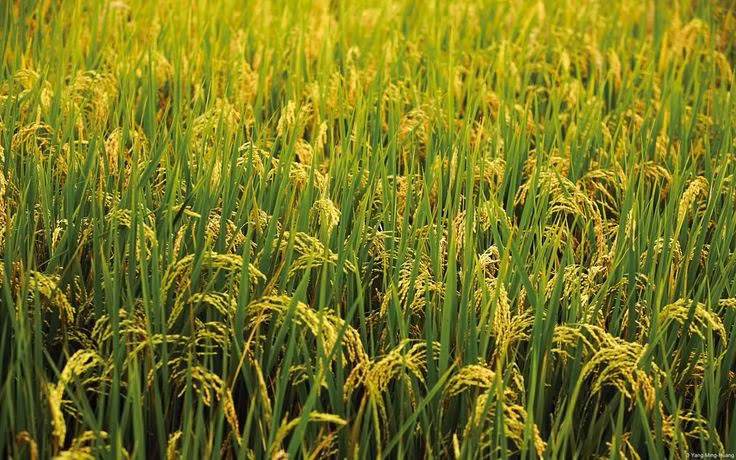  Cây lúa có khả năng sinh trưởng trong môi trường ngập nước. Nhờ hệ thống mô khí phát triển, lúa có thể dẫn oxy từ lá xuống rễ, giúp rễ tồn tại trong bùn ngập nước thiếu oxy. Ảnh: Pinterest.