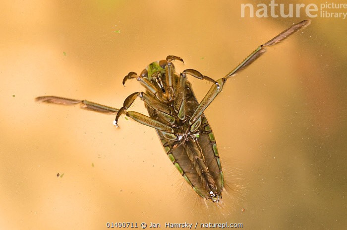  Chân sau như mái chèo. Đôi chân sau dài, phủ lông mịn và xòe rộng như mái chèo, giúp chúng bơi nhanh và linh hoạt, tạo lực đẩy mạnh trong môi trường nước tĩnh. Ảnh: naturepl.com.