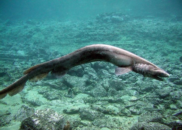  Hình dáng giống lươn. Cơ thể thon dài, có thể đạt hơn 2 mét, giúp cá mập mang xếp uốn lượn mềm mại, khiến nhiều người liên tưởng đến rắn hoặc lươn khổng lồ. Ảnh: Pinterest.