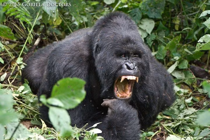  Di sản Thế giới được UNESCO công nhận. UNESCO đưa Virunga vào danh sách Di sản Thế giới năm 1979 vì giá trị sinh thái và đa dạng sinh học phi thường. Ảnh: Pinterest.