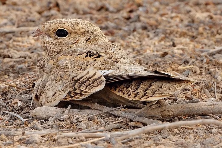  Họ Caprimulgidae phân bố rộng khắp thế giới. Từ châu Mỹ, châu Phi đến châu Á và châu Úc, chim cú muỗi thích nghi tốt với nhiều môi trường sống, từ rừng rậm, savan đến vùng bán khô hạn. Ảnh: Pinterest.
