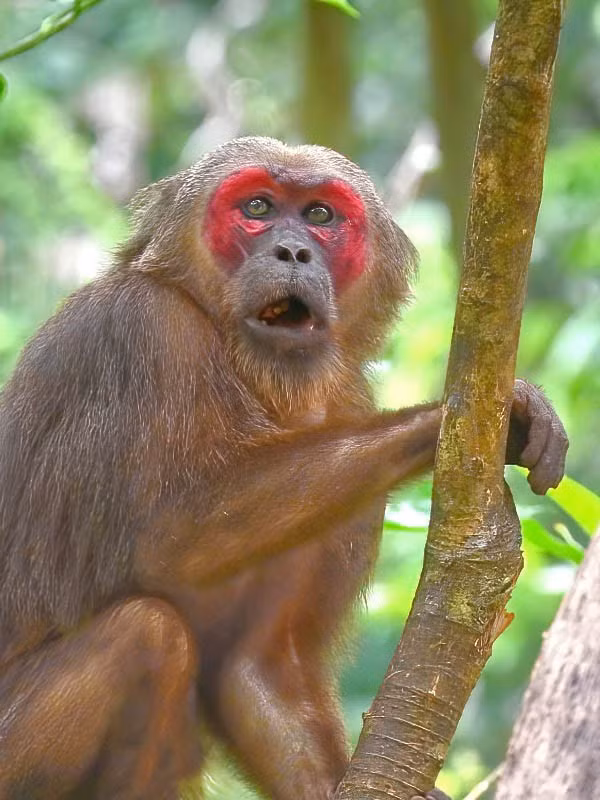  1. Khuôn mặt đỏ thẫm là đặc điểm dễ nhận biết nhất. Khác với các loài khỉ khác cùng chi Macaca, khỉ mặt đỏ có vùng mặt và mông màu đỏ sậm, đặc biệt nổi bật ở con đực trưởng thành, nhất là trong mùa sinh sản. Ảnh: ecologyasia.com.