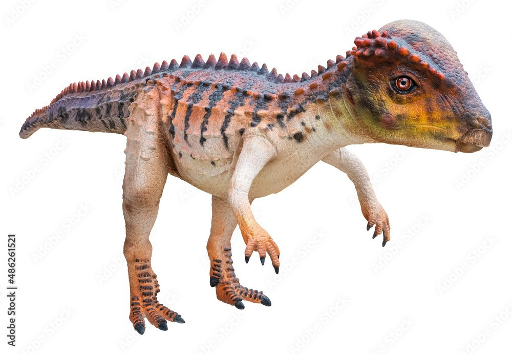 Có thể có hành vi xã hội phức tạp. Một số giả thuyết cho rằng Stegoceras sống theo nhóm nhỏ, nơi các cuộc húc đầu không chỉ mang tính chiến đấu mà còn là cách thể hiện thứ bậc xã hội. Ảnh: ftcdn.net.