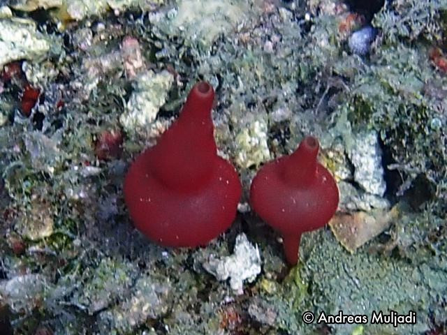  Khả năng tái sinh đáng kinh ngạc. Nếu bị tách thành nhiều mảnh nhỏ, các tế bào của hải miên có thể tái tổ chức và phát triển thành cá thể mới trong điều kiện thích hợp. Điều này khiến chúng trở thành đối tượng nghiên cứu thú vị trong sinh học phát triển. Ảnh: penyelaman.com.