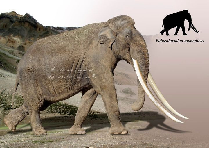  7. Bị săn đuổi bởi con người cổ đại. Bằng chứng khảo cổ cho thấy loài người từng săn bắt Stegodon để lấy thịt, da và ngà. Ảnh: Pinterest.