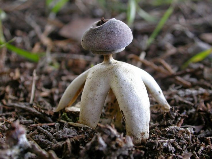  Cơ chế phát tán bào tử tinh vi. Các lỗ trên bề mặt cho phép bào tử thoát ra từ từ khi có gió, mưa hoặc tác động cơ học, giúp nấm phát tán bào tử hiệu quả mà không bị giải phóng ồ ạt. Ảnh: Pinterest.