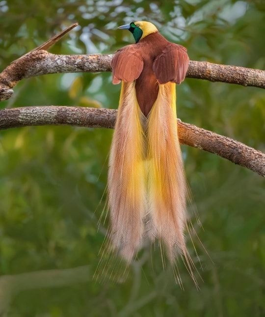  Từng là đối tượng săn bắt vì giá trị trang trí. Bộ lông tuyệt đẹp khiến chim thiên đường lớn từng bị săn lùng để làm đồ trang sức và mũ đội, nhưng ngày nay loài này đã được bảo vệ nghiêm ngặt. Ảnh: Pinterest.