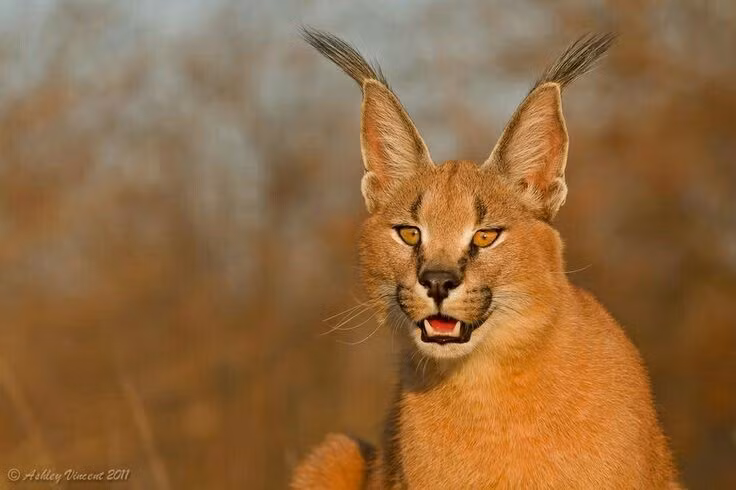  Được thuần hóa một phần trong lịch sử. Caracal từng được các vương triều Ba Tư và Ấn Độ huấn luyện để săn chim trong các buổi đi săn hoàng gia. Ảnh: Pinterest.