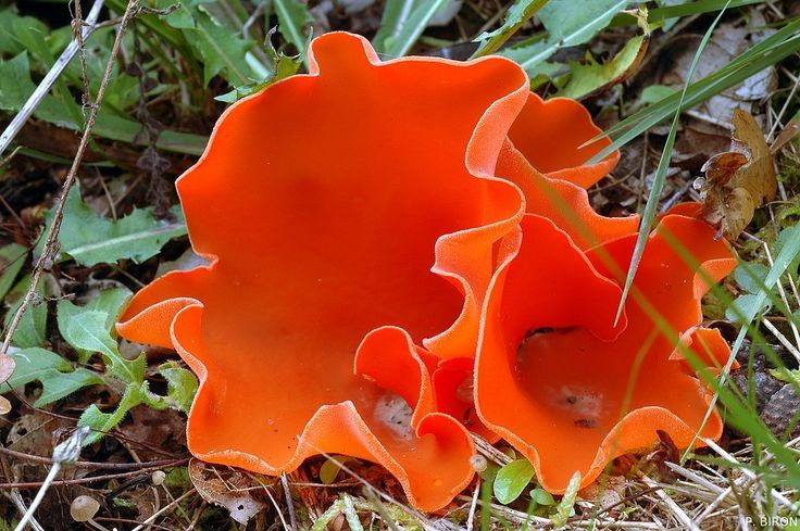  Thường xuất hiện sau những cơn mưa. Nấm vỏ cam đặc biệt thích môi trường ẩm ướt. Chúng thường mọc nhiều sau các trận mưa trong rừng, ven đường đất, bãi cỏ hoặc khu vực có nhiều mùn hữu cơ. Đôi khi chỉ sau vài ngày ẩm ướt, cả một cụm nấm có thể xuất hiện từ dưới lớp đất. Ảnh: Pinterest.