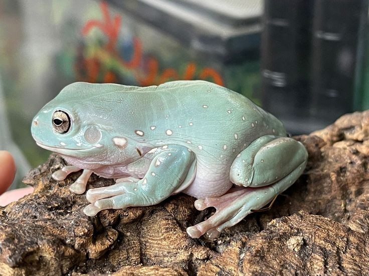  Biểu tượng lưỡng cư của Australia. Với hình dáng thân thiện và phổ biến trong văn hóa đại chúng, nhái xanh Australia được xem là một trong những loài lưỡng cư tiêu biểu và được nhận diện rộng rãi nhất của châu lục này. Ảnh: Pinterest.