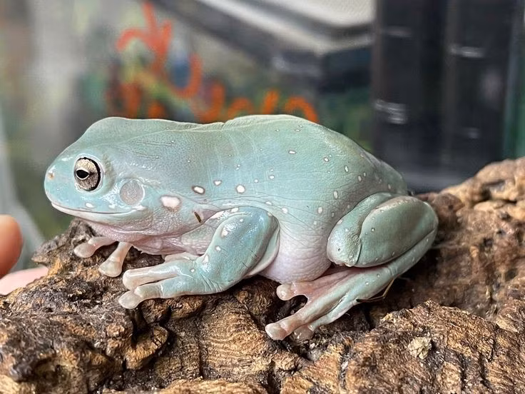  Biểu tượng lưỡng cư của Australia. Với hình dáng thân thiện và phổ biến trong văn hóa đại chúng, nhái xanh Australia được xem là một trong những loài lưỡng cư tiêu biểu và được nhận diện rộng rãi nhất của châu lục này. Ảnh: Pinterest.