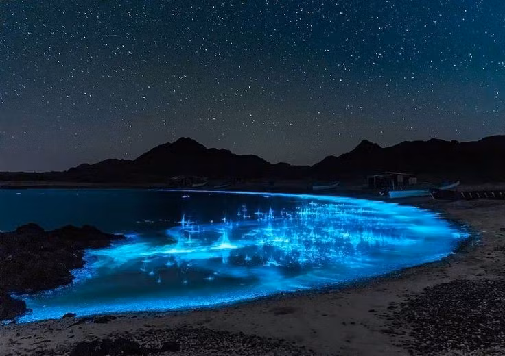  3. Đây là cơ chế phòng vệ tự nhiên. Nhiều sinh vật phù du phát sáng để đánh lạc hướng kẻ thù, hoặc thu hút sinh vật lớn hơn đến tấn công chúng. Ảnh: Pinterest.