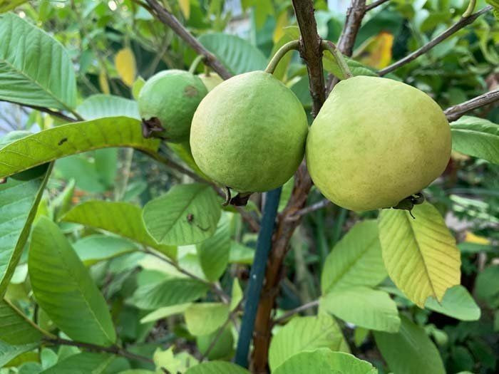  Cây dễ trồng và thích nghi tốt. Cây ổi có khả năng sinh trưởng mạnh trong nhiều loại đất khác nhau, từ đất cát đến đất sét, miễn là thoát nước tốt. Chúng chịu hạn khá tốt và có thể phát triển ở những vùng khí hậu nóng ẩm, khiến chúng trở thành loại cây ăn quả phổ biến trong các khu vườn gia đình. Ảnh: Pinterest.