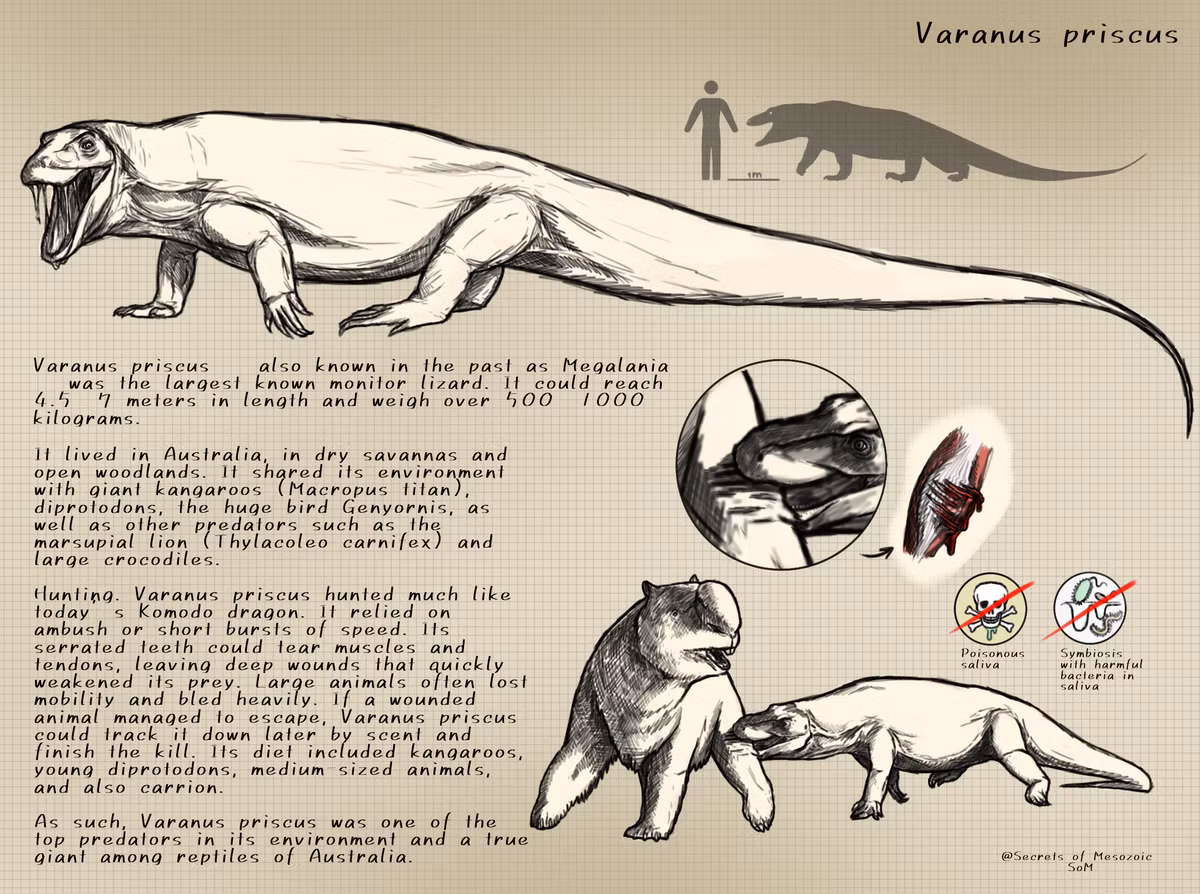  Tốc độ đáng kinh ngạc. Dù đồ sộ, cấu trúc xương và cơ bắp cho thấy nó có thể di chuyển nhanh trong quãng ngắn để phục kích con mồi, tương tự cách các loài kỳ đà hiện đại tăng tốc bất ngờ khi tấn công. Ảnh: Pinterest.