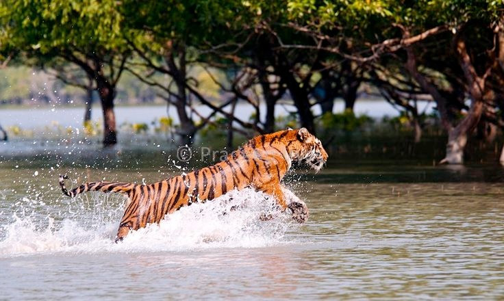  Đây là nơi sinh sống nổi tiếng của hổ Bengal. Hổ ở Sundarbans thích nghi đặc biệt với môi trường nước, có thể bơi qua sông rộng hàng kilomet và săn mồi trong rừng ngập mặn. Ảnh: Pinterest.