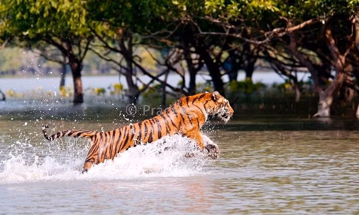  Đây là nơi sinh sống nổi tiếng của hổ Bengal. Hổ ở Sundarbans thích nghi đặc biệt với môi trường nước, có thể bơi qua sông rộng hàng kilomet và săn mồi trong rừng ngập mặn. Ảnh: Pinterest.