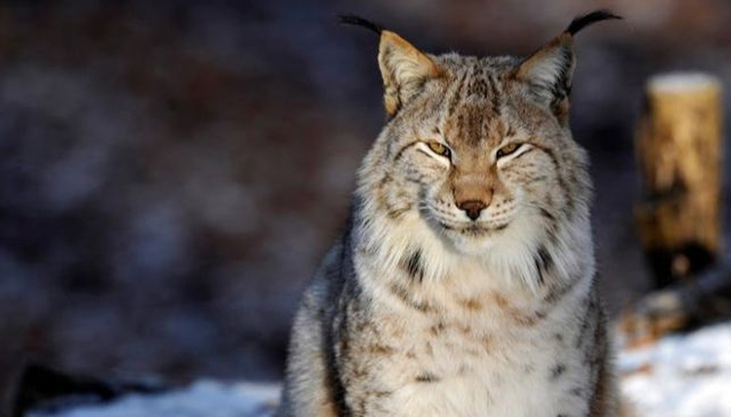 Linh miêu Á - Âu đã tuyệt chủng ở Trung Âu từ thế kỷ 19, gần đây chúng đã xuất hiện trở lại ở Pháp, Italy, Áo, Đức, Thụy Sĩ, nhờ chương trình tái hồi phục năm 1970. Tuy nhiên loại này đang bị phân mảnh ở các khu vực sinh sống riêng biệt và các nhà khoa học chưa tìm được cách kết nối các nhóm nhỏ này lại.