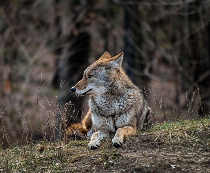  Chế độ ăn siêu linh hoạt. Không kén ăn, chúng có thể săn thỏ, chim, bò sát, côn trùng và cả ăn trái cây hoặc xác thối. Chính sự linh hoạt này giúp chúng tồn tại trong nhiều điều kiện khác nhau. Ảnh: Pinterest.