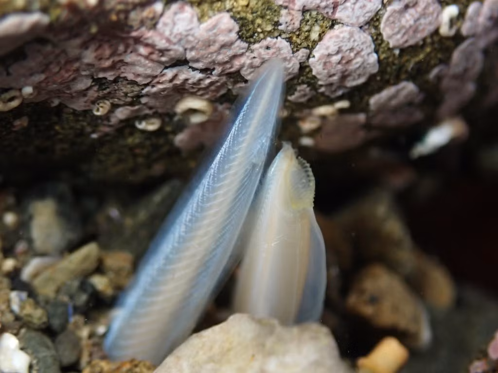  Không có não phát triển. Lưỡng tiêm không có não thực thụ mà chỉ có một hệ thần kinh dạng ống đơn giản, cung cấp cái nhìn về giai đoạn sơ khai của hệ thần kinh động vật có xương sống. Ảnh: inaturalist.