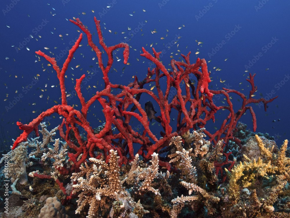  Là sinh vật lọc nước thầm lặng. Giống nhiều loài hải miên khác, hải miên ngón tay độc lọc vi khuẩn, tảo và mảnh hữu cơ li ti từ dòng nước chảy qua cơ thể, góp phần duy trì sự trong sạch của hệ sinh thái biển. Ảnh: ftcdn.net.