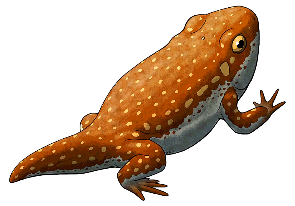  2. Tồn tại cách đây khoảng 290 triệu năm. Gerobatrachus sống vào cuối kỷ Permi, lâu trước khi khủng long xuất hiện, trong một thời kỳ các lưỡng cư đang thống trị đất liền. Ảnh: Pinterest.