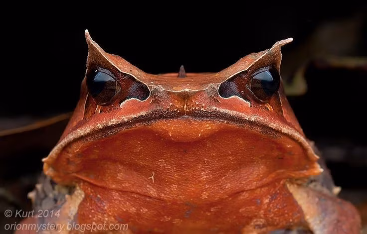  Tiếng kêu của chúng vang như tiếng tiếng huýt gió gãy khúc. Âm thanh giao tiếp của loài này rất đặc trưng và dễ nhận ra trong đêm ẩm ướt. Ảnh: Pinterest.