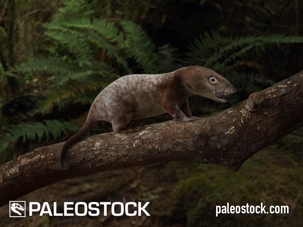  Sống trong hang hoặc hốc cây. Đây là nơi trú ẩn an toàn của chúng trước khủng long ăn thịt. Ảnh: 252mya.com.