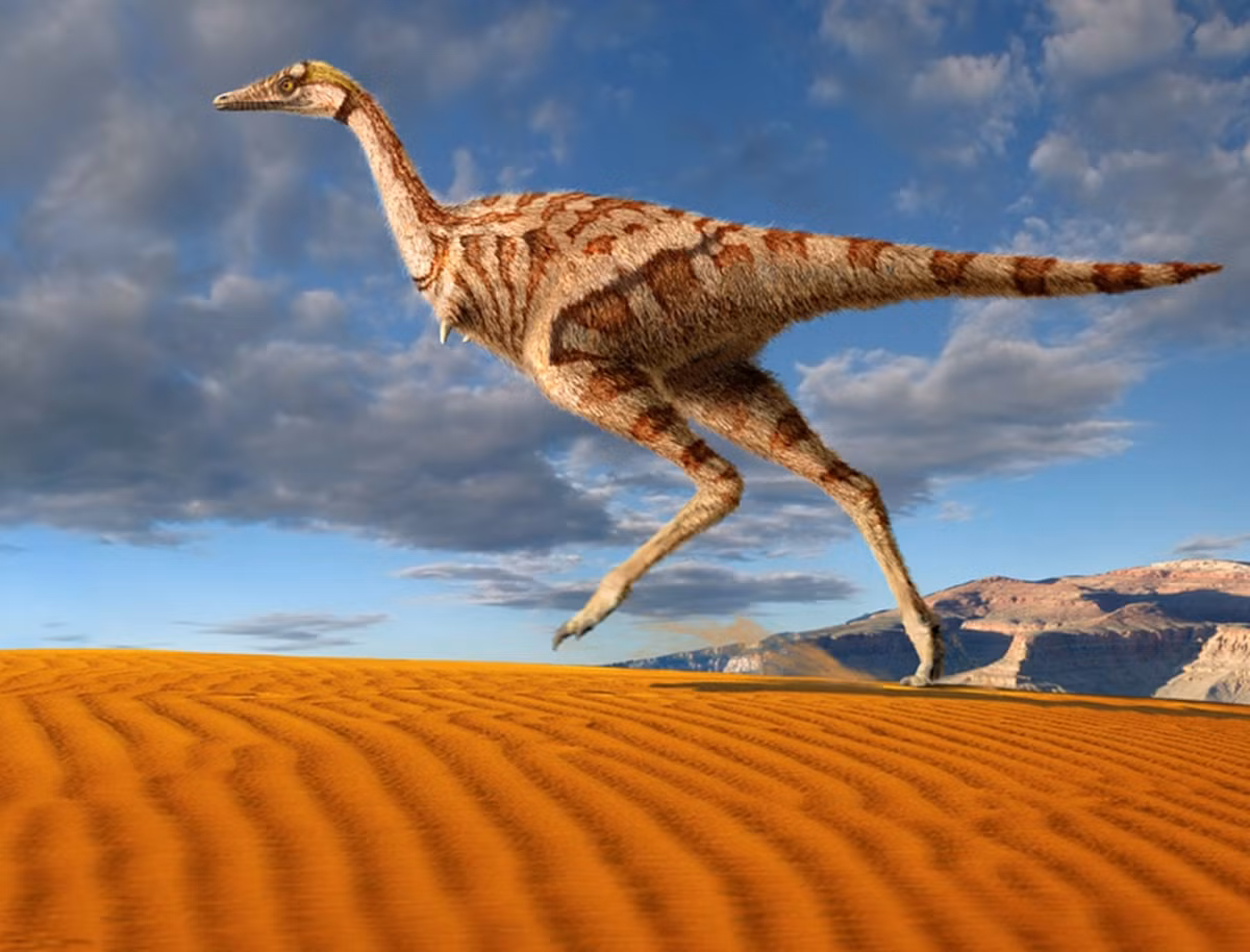  Là thợ săn côn trùng. Với hàm nhỏ và răng ít, Linhenykus nhiều khả năng ăn kiến, mối và các động vật không xương sống, đóng vai trò sinh thái tương tự thú ăn côn trùng ngày nay. Ảnh: natgeofe.com.