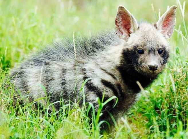  8. Là loài có nguy cơ bị đe dọa. Dù chưa bị đe dọa tuyệt chủng, số lượng linh cẩu lông vằn đang suy giảm do mất môi trường sống, xung đột với con người và bị săn bắt. Ảnh: Pinterest.