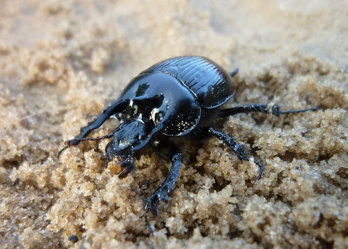  Con đực thể hiện sự “chăm con” hiếm thấy ở côn trùng. Bọ hung Minotaur đực thường hợp tác với con cái trong việc đào hầm, tích trữ thức ăn và bảo vệ ấu trùng, một hành vi chăm sóc con non khá đặc biệt trong thế giới côn trùng. Ảnh: inaturalist.