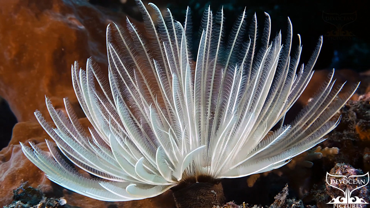  Cơ chế kiếm ăn bằng cách lọc nước tinh vi. Các xúc tu hình lông chim giúp giun hoa Thái Bình Dương lọc tảo, vi sinh vật và mảnh hữu cơ lơ lửng trong nước, vừa ăn vừa góp phần làm sạch môi trường biển xung quanh. Ảnh: devocean-pictures.com.