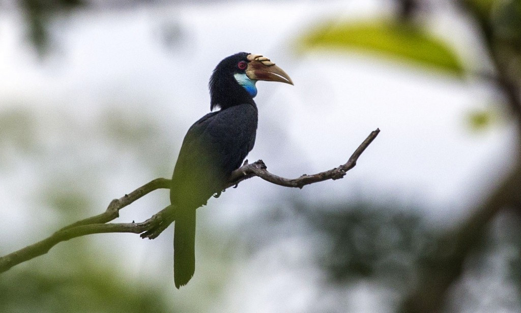  Nhiều loài động vật đặc hữu. Ngoài rồng Komodo, Vườn quốc gia Komodo còn có nhiều loài chim, bò sát và thú chỉ xuất hiện trong khu vực. Ảnh: floresbirdwatching.com.