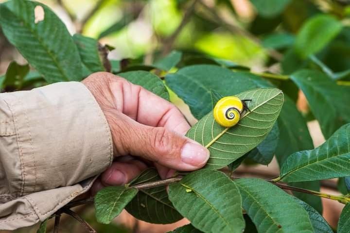  Biểu tượng của bảo tồn thiên nhiên Cuba. Ngày nay, ốc sên rừng Cuba thường được nhắc đến trong các chiến dịch giáo dục môi trường tại Cuba, nhằm nâng cao nhận thức cộng đồng về giá trị và sự mong manh của đa dạng sinh học đảo quốc. Ảnh: Pinterest.