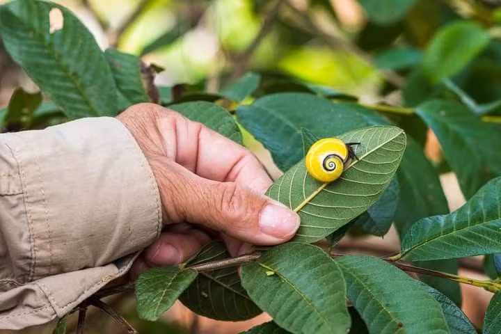  Biểu tượng của bảo tồn thiên nhiên Cuba. Ngày nay, ốc sên rừng Cuba thường được nhắc đến trong các chiến dịch giáo dục môi trường tại Cuba, nhằm nâng cao nhận thức cộng đồng về giá trị và sự mong manh của đa dạng sinh học đảo quốc. Ảnh: Pinterest.