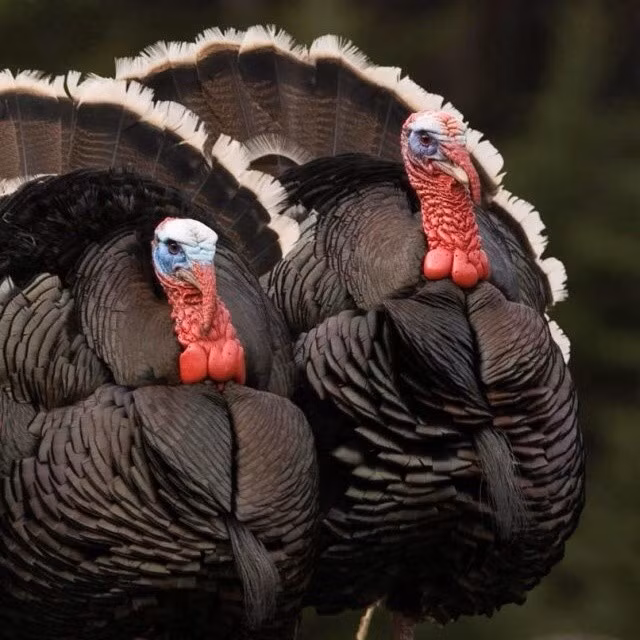  Từng suýt tuyệt chủng. Đầu thế kỷ 20, gà tây hoang dã suy giảm mạnh nhưng đã được phục hồi nhờ bảo tồn. Ảnh: Pinterest.