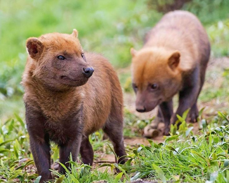  Ngoại hình nhỏ nhưng săn mồi đáng gờm. Loài chó này có thân hình thấp, chân ngắn, mõm tròn và bộ lông nâu sẫm đặc trưng. Dù chỉ nặng khoảng 5–8 kg, chúng lại là thợ săn hiệu quả, có thể hạ gục con mồi lớn hơn nhiều lần nhờ chiến thuật hợp tác theo bầy. Ảnh: Pinterest.
