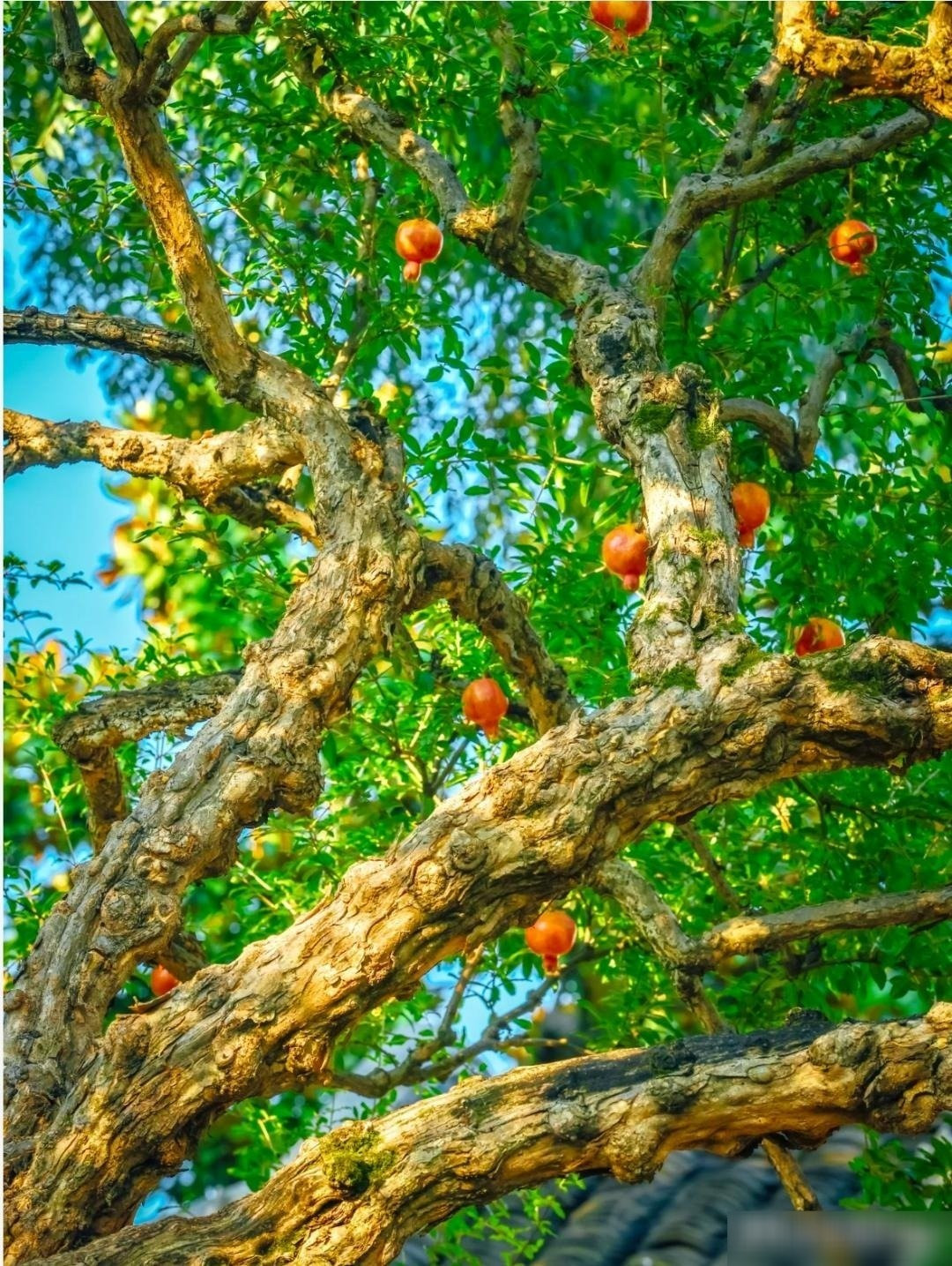 Cây lựu – cây cảnh phong thủy gắn liền ký ức nông thôn: Thạch lựu (Punica granatum) là một trong những cây cảnh quen thuộc ở gia đình xưa. Từ nhà giàu đến nhà nghèo đều trồng bởi vừa đẹp vừa mang ý nghĩa may mắn.