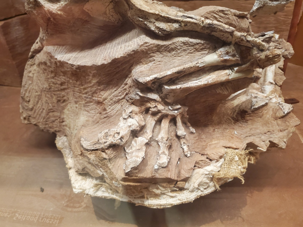  Cung cấp manh mối về môi trường sa mạc cổ đại. Việc tìm thấy Seitaad trong trầm tích cát cho thấy từng có nhiều loài khủng long sống ở khu vực Utah thời cổ đại, khi đó là vùng sa mạc rộng lớn, với những cồn cát di động. Ảnh: masto.host.