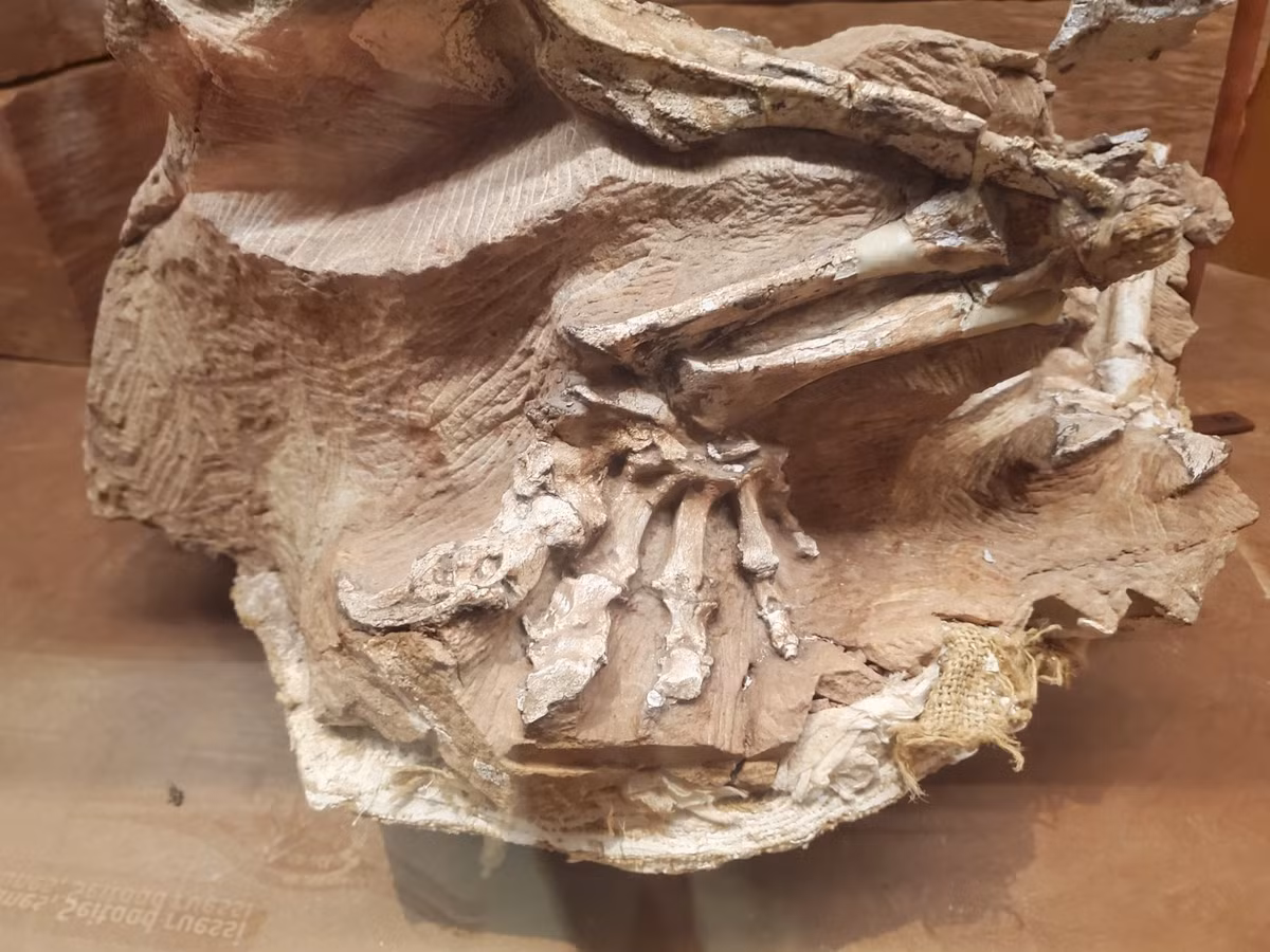  Cung cấp manh mối về môi trường sa mạc cổ đại. Việc tìm thấy Seitaad trong trầm tích cát cho thấy từng có nhiều loài khủng long sống ở khu vực Utah thời cổ đại, khi đó là vùng sa mạc rộng lớn, với những cồn cát di động. Ảnh: masto.host.